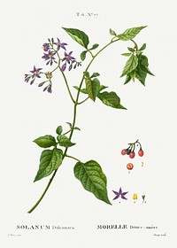 Bittersweet, Solanum dulcamara from Trait&eacute; des Arbres et Arbustes que l&#39;on cultive en France en pleine terre (1801&ndash;1819) by <a href="https://www.rawpixel.com/search/Redout%C3%A9?sort=curated&amp;page=1">Pierre-Joseph Redout&eacute;</a>. Original from the New York Public Library. Digitally enhanced by rawpixel.