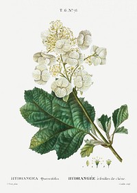Oakleaf hydrangea (Hydrangea quercifolia) from Trait&eacute; des Arbres et Arbustes que l&rsquo;on cultive en France en pleine terre (1801&ndash;1819) by <a href="https://www.rawpixel.com/search/Redout%C3%A9?sort=curated&amp;page=1">Pierre-Joseph Redout&eacute;</a>. Original from the New York Public Library. Digitally enhanced by rawpixel.