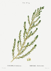 Shrubby seablight, Salsola fruticosa from Trait&eacute; des Arbres et Arbustes que l&#39;on cultive en France en pleine terre (1801&ndash;1819) by <a href="https://www.rawpixel.com/search/Redout%C3%A9?sort=curated&amp;page=1">Pierre-Joseph Redout&eacute;</a>. Original from the New York Public Library. Digitally enhanced by rawpixel.