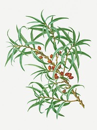 Common sea buckthorn plant illustration