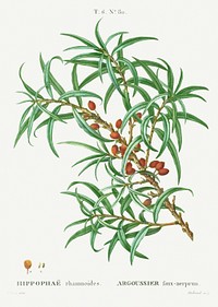 Common sea buckthorn, Hippophae rhamnoides from Trait&eacute; des Arbres et Arbustes que l&#39;on cultive en France en pleine terre (1801&ndash;1819) by <a href="https://www.rawpixel.com/search/Redout%C3%A9?sort=curated&amp;page=1">Pierre-Joseph Redout&eacute;</a>. Original from the New York Public Library. Digitally enhanced by rawpixel.