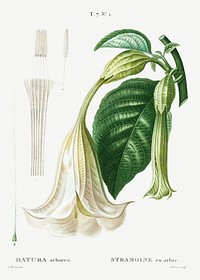 Angel&#39;s trumpet (Datura arborea) from Trait&eacute; des Arbres et Arbustes que l&rsquo;on cultive en France en pleine terre (1801&ndash;1819) by <a href="https://www.rawpixel.com/search/Redout%C3%A9?sort=curated&amp;page=1">Pierre-Joseph Redout&eacute;</a>. Original from the New York Public Library. Digitally enhanced by rawpixel.