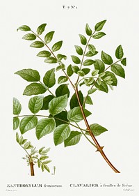 Common prickly-ash, Zanthoxylum fraxineum from Trait&eacute; des Arbres et Arbustes que l&#39;on cultive en France en pleine terre (1801&ndash;1819) by <a href="https://www.rawpixel.com/search/Redout%C3%A9?sort=curated&amp;page=1">Pierre-Joseph Redout&eacute;</a>. Original from the New York Public Library. Digitally enhanced by rawpixel.