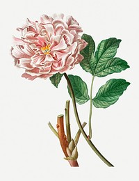 Vintage pink Moutan peony illustration