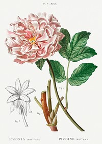 Moutan peony (Pivoine moutan) from Trait&eacute; des Arbres et Arbustes que l&rsquo;on cultive en France en pleine terre (1801&ndash;1819) by <a href="https://www.rawpixel.com/search/Redout%C3%A9?sort=curated&amp;page=1">Pierre-Joseph Redout&eacute;</a>. Original from the New York Public Library. Digitally enhanced by rawpixel.