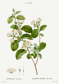 Snowdrop bush, Styrax officinale from Trait&eacute; des Arbres et Arbustes que l&#39;on cultive en France en pleine terre (1801&ndash;1819) by <a href="https://www.rawpixel.com/search/Redout%C3%A9?sort=curated&amp;page=1">Pierre-Joseph Redout&eacute;</a>. Original from the New York Public Library. Digitally enhanced by rawpixel.