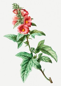 Tree mallow flowering plant illustration