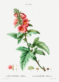 Tree mallow (Lavatera olbia) from Trait&eacute; des Arbres et Arbustes que l&rsquo;on cultive en France en pleine terre (1801&ndash;1819) by <a href="https://www.rawpixel.com/search/Redout%C3%A9?sort=curated&amp;page=1">Pierre-Joseph Redout&eacute;</a>. Original from the New York Public Library. Digitally enhanced by rawpixel.