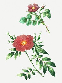 Sweetbriar rose and Virginia roseflowering plant illustration