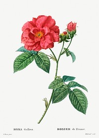 French rose (Rosa gallica) from Trait&eacute; des Arbres et Arbustes que l&rsquo;on cultive en France en pleine terre (1801&ndash;1819) by <a href="https://www.rawpixel.com/search/Redout%C3%A9?sort=curated&amp;page=1">Pierre-Joseph Redout&eacute;</a>. Original from the New York Public Library. Digitally enhanced by rawpixel.