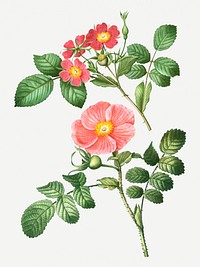 Redleaf rose and Japanese rose flowering plant illustration