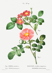 1. Redleaf rose (Rosa rubrifolia) 2. Japanese rose (Rosa kamtchatica) from Trait&eacute; des Arbres et Arbustes que l&rsquo;on cultive en France en pleine terre (1801&ndash;1819) by <a href="https://www.rawpixel.com/search/Redout%C3%A9?sort=curated&amp;page=1">Pierre-Joseph Redout&eacute;</a>. Original from the New York Public Library. Digitally enhanced by rawpixel.