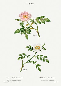 1. Dog rose, Rosa canina 2. Wild rose, Rosa sepium from Trait&eacute; des Arbres et Arbustes que l'on cultive en France en pleine terre (1801&ndash;1819) by Pierre-Joseph Redout&eacute;. Original from the New York Public Library. Digitally enhanced by rawpixel.