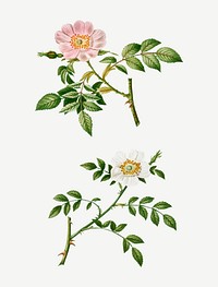 Dog rose and wild rose vector