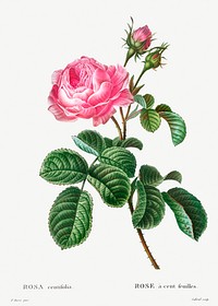 Cabbage rose (Rosa centifolia) from Trait&eacute; des Arbres et Arbustes que l&rsquo;on cultive en France en pleine terre (1801&ndash;1819) by <a href="https://www.rawpixel.com/search/Redout%C3%A9?sort=curated&amp;page=1">Pierre-Joseph Redout&eacute;</a>. Original from the New York Public Library. Digitally enhanced by rawpixel.