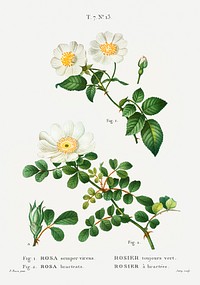 White Rose of York - Scotch Rose (Rosa alba) from Trait&eacute; des Arbres et Arbustes que l&rsquo;on cultive en France en pleine terre (1801&ndash;1819) by <a href="https://www.rawpixel.com/search/Redout%C3%A9?sort=curated&amp;page=1">Pierre-Joseph Redout&eacute;</a>. Original from the New York Public Library. Digitally enhanced by rawpixel.
