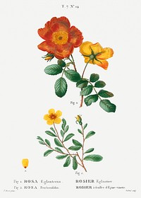 1. Sweetbriar rose, Rosa eglanteria 2. Hulthemia rose, Rosa berberifolia from Trait&eacute; des Arbres et Arbustes que l&#39;on cultive en France en pleine terre (1801&ndash;1819) by <a href="https://www.rawpixel.com/search/Redout%C3%A9?sort=curated&amp;page=1">Pierre-Joseph Redout&eacute;</a>. Original from the New York Public Library. Digitally enhanced by rawpixel.