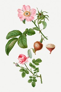 Apple rose and provence rose illustration