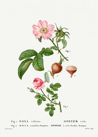 1. Apple rose, Rosa villosa 2. Provence rose, Rosa centifolia from Trait&eacute; des Arbres et Arbustes que l&#39;on cultive en France en pleine terre (1801&ndash;1819) by <a href="https://www.rawpixel.com/search/Redout%C3%A9?sort=curated&amp;page=1">Pierre-Joseph Redout&eacute;</a>. Original from the New York Public Library. Digitally enhanced by rawpixel.