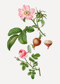 Apple rose and provence rose vector