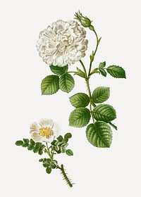 White rose of york and burnet rose vector