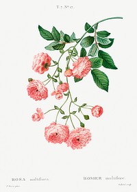 Rambler Rose (Rosa multiflora) from Trait&eacute; des Arbres et Arbustes que l&rsquo;on cultive en France en pleine terre (1801&ndash;1819) by <a href="https://www.rawpixel.com/search/Redout%C3%A9?sort=curated&amp;page=1">Pierre-Joseph Redout&eacute;</a>. Original from the New York Public Library. Digitally enhanced by rawpixel.