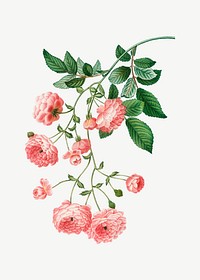 Vintage pink rambler rose vector