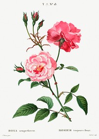 Ever-blowing rose (Rosa semperflorens) Traité | Free Photo Illustration ...