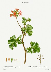 Rose geranium from Trait&eacute; des Arbres et Arbustes que l&#39;on cultive en France en pleine terre (1801&ndash;1819) by <a href="https://www.rawpixel.com/search/Redout%C3%A9?sort=curated&amp;page=1">Pierre-Joseph Redout&eacute;</a>. Original from the New York Public Library. Digitally enhanced by rawpixel.