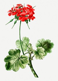 Scarlet geranium flowering plant illustration