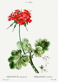 Scarlet geranium (Geranium inquinans) from Trait&eacute; des Arbres et Arbustes que l&rsquo;on cultive en France en pleine terre (1801&ndash;1819) by <a href="https://www.rawpixel.com/search/Redout%C3%A9?sort=curated&amp;page=1">Pierre-Joseph Redout&eacute;</a>. Original from the New York Public Library. Digitally enhanced by rawpixel.
