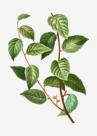 Planer tree and its branches plant illustration