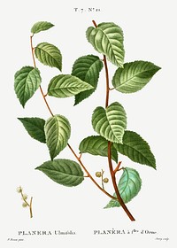 Planer tree (Planera ulmifolia) from Trait&eacute; des Arbres et Arbustes que l&rsquo;on cultive en France en pleine terre (1801&ndash;1819) by <a href="https://www.rawpixel.com/search/Redout%C3%A9?sort=curated&amp;page=1">Pierre-Joseph Redout&eacute;</a>. Original from the New York Public Library. Digitally enhanced by rawpixel.