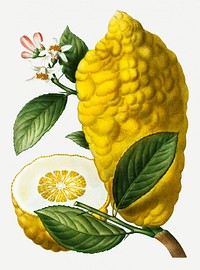 Citron fruit and flower illustration