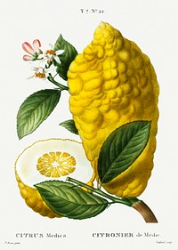 Citron (Citrus medica) from Trait&eacute; des Arbres et Arbustes que l&rsquo;on cultive en France en pleine terre (1801&ndash;1819) by <a href="https://www.rawpixel.com/search/Redout%C3%A9?sort=curated&amp;page=1">Pierre-Joseph Redout&eacute;</a>. Original from the New York Public Library. Digitally enhanced by rawpixel.