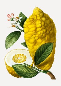 Vintage sliced citron fruit vector