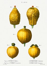 1, 2. Citron, Citrus medica 3, 4, 5. Lemon, Citrus limonium from Trait&eacute; des Arbres et Arbustes que l&#39;on cultive en France en pleine terre (1801&ndash;1819) by <a href="https://www.rawpixel.com/search/Redout%C3%A9?sort=curated&amp;page=1">Pierre-Joseph Redout&eacute;</a>. Original from the New York Public Library. Digitally enhanced by rawpixel.