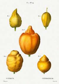 Various shapes of citrus, Citrus from Trait&eacute; des Arbres et Arbustes que l&#39;on cultive en France en pleine terre (1801&ndash;1819) by <a href="https://www.rawpixel.com/search/Redout%C3%A9?sort=curated&amp;page=1">Pierre-Joseph Redout&eacute;</a>. Original from the New York Public Library. Digitally enhanced by rawpixel.