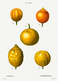 5 types of bitter orange, sweet lemon, and sweet lime, Citrus from Trait&eacute; des Arbres et Arbustes que l&#39;on cultive en France en pleine terre (1801&ndash;1819) by <a href="https://www.rawpixel.com/search/Redout%C3%A9?sort=curated&amp;page=1">Pierre-Joseph Redout&eacute;</a>. Original from the New York Public Library. Digitally enhanced by rawpixel.