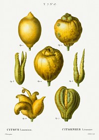 Lemon, Citrus limonium from Trait&eacute; des Arbres et Arbustes que l&#39;on cultive en France en pleine terre (1801&ndash;1819) by <a href="https://www.rawpixel.com/search/Redout%C3%A9?sort=curated&amp;page=1">Pierre-Joseph Redout&eacute;</a>. Original from the New York Public Library. Digitally enhanced by rawpixel.