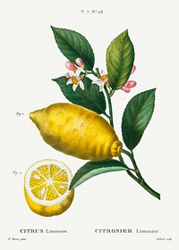 An enlarged version of lemon with leaves and a half-cul lemon (Citrus limonium) from Trait&eacute; des Arbres et Arbustes que l&rsquo;on cultive en France en pleine terre (1801&ndash;1819) by <a href="https://www.rawpixel.com/search/Redout%C3%A9?sort=curated&amp;page=1">Pierre-Joseph Redout&eacute;</a>. Original from the New York Public Library. Digitally enhanced by rawpixel.