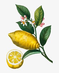 Vintage lemon with leaves and a half-cut lemon vector