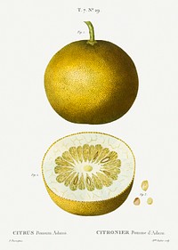 Citrus, Adam&#39;s apple, Pomum Adami from Trait&eacute; des Arbres et Arbustes que l&#39;on cultive en France en pleine terre (1801&ndash;1819) by <a href="https://www.rawpixel.com/search/Redout%C3%A9?sort=curated&amp;page=1">Pierre-Joseph Redout&eacute;</a>. Original from the New York Public Library. Digitally enhanced by rawpixel.