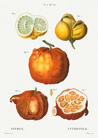 Citrus in various shapes and sizes, Citrus from Trait&eacute; des Arbres et Arbustes que l&#39;on cultive en France en pleine terre (1801&ndash;1819) by <a href="https://www.rawpixel.com/search/Redout%C3%A9?sort=curated&amp;page=1">Pierre-Joseph Redout&eacute;</a>. Original from the New York Public Library. Digitally enhanced by rawpixel.