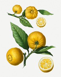 Vintage clusters of citrus illustration