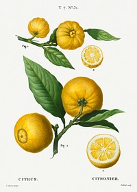 Clusters of citrus from Trait&eacute; des Arbres et Arbustes que l&#39;on cultive en France en pleine terre (1801&ndash;1819) by <a href="https://www.rawpixel.com/search/Redout%C3%A9?sort=curated&amp;page=1">Pierre-Joseph Redout&eacute;</a>. Original from the New York Public Library. Digitally enhanced by rawpixel.