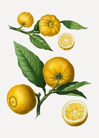 Vintage clusters of citrus vector