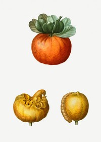 Various bigarade orange shapes illustration
