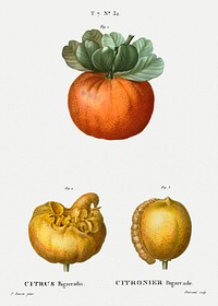 Bigarade orange (Citrus bigarradia) from Trait&eacute; des Arbres et Arbustes que l&rsquo;on cultive en France en pleine terre (1801&ndash;1819) by <a href="https://www.rawpixel.com/search/Redout%C3%A9?sort=curated&amp;page=1">Pierre-Joseph Redout&eacute;</a>. Original from the New York Public Library. Digitally enhanced by rawpixel.
