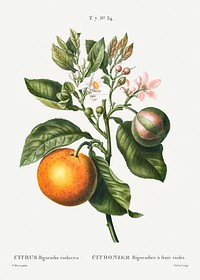 Bitter orange (Citrus Bigaradia violacea) from Trait&eacute; des Arbres et Arbustes que l&rsquo;on cultive en France en pleine terre (1801&ndash;1819) by <a href="https://www.rawpixel.com/search/Redout%C3%A9?sort=curated&amp;page=1">Pierre-Joseph Redout&eacute;</a>. Original from the New York Public Library. Digitally enhanced by rawpixel.